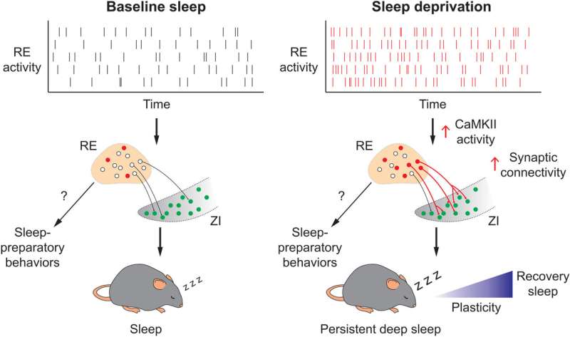 New study locates neuron clusters that help the brain repay sleep debt