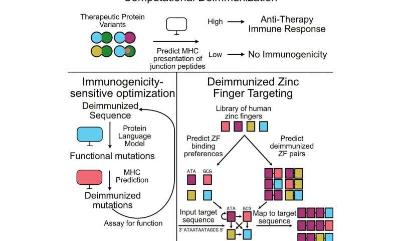 AI used to design immune-safe ‘zinc finger’ proteins for gene therapy