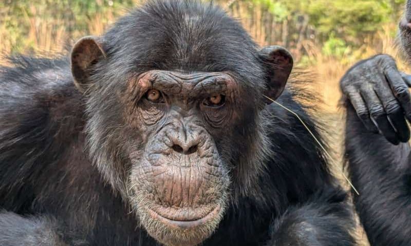 A pointless fashion trend or something else? Chimpanzees wear blades of grass in their ears and rears