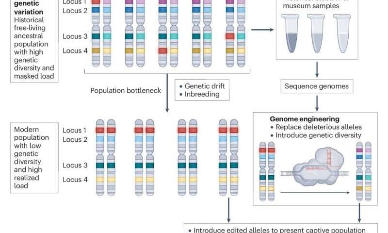 Gene editing technology could be used to save species on the brink of extinction
