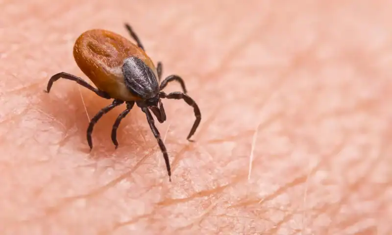 A cholesterol secret inside ticks may halt Lyme disease spread