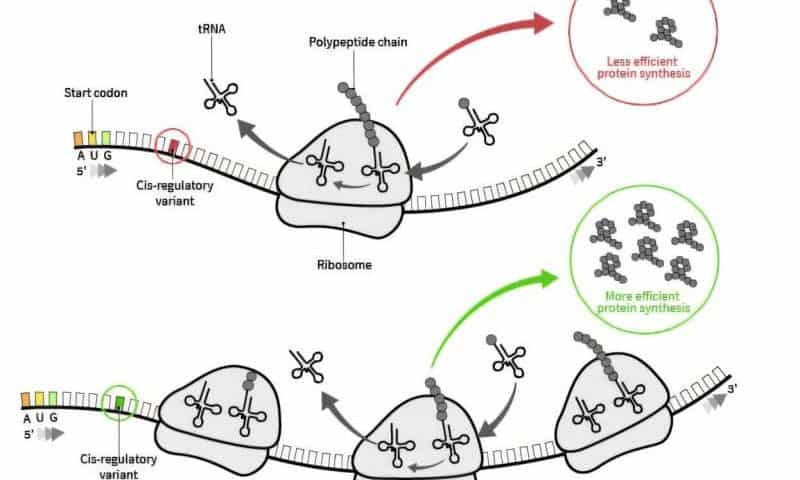 New AI tool accelerates mRNA-based treatments for viruses, cancers, genetic disorders