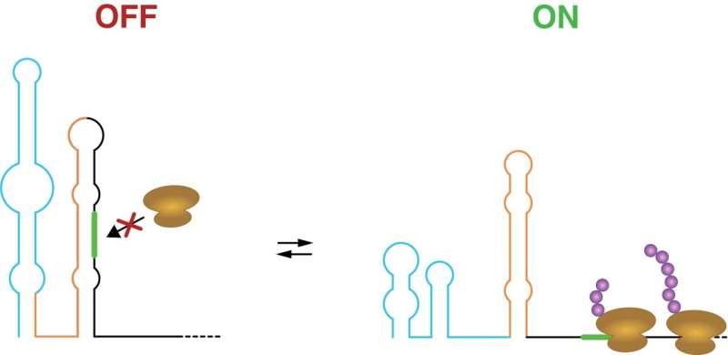 Shapeshifting RNA switches regulate gene activity in cells