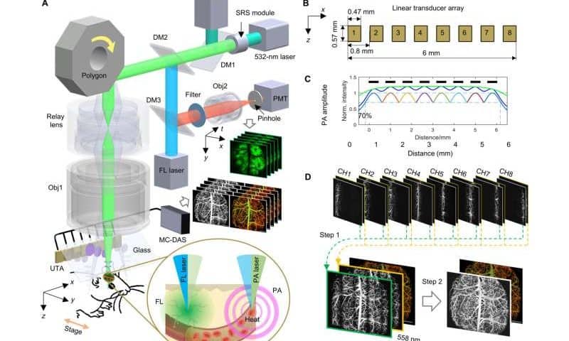 New microscope enables neurovascular coupling imaging across the entire cortex of awake mice