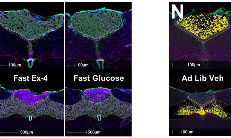 Brain peptide ODN reduces hunger and boosts glucose regulation in rat study