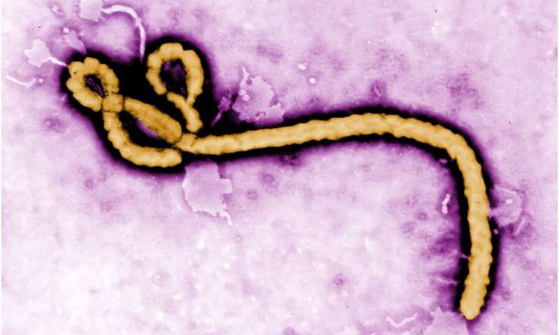 CRISPR and deep learning identify hundreds of human proteins that influence Ebola infection