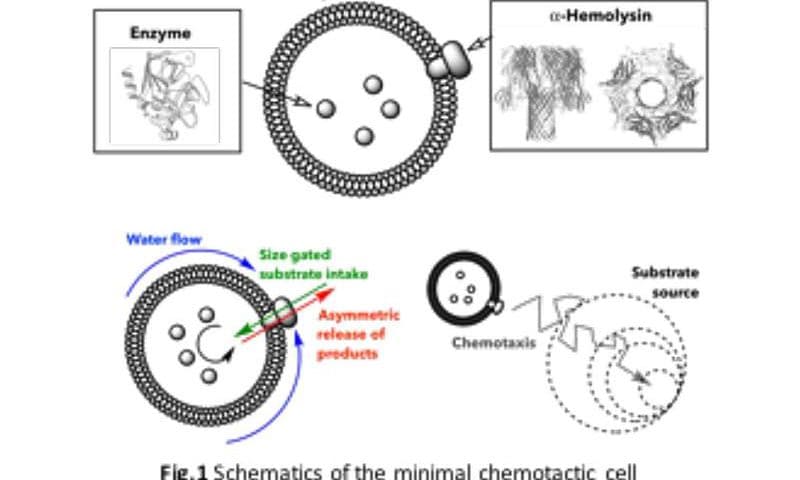 Scientists create an artificial cell capable of navigating its environment using chemistry alone