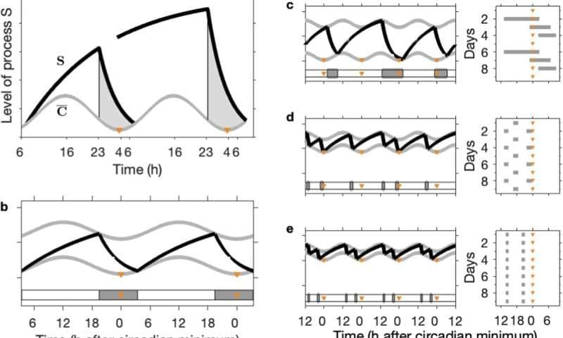 Math explains why babies nap, teens sleep late and older adults wake early