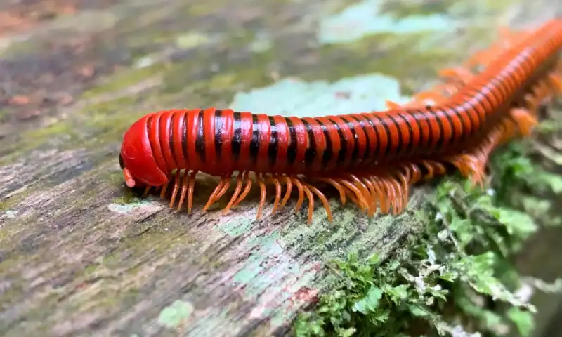 Millipedes make ants dizzy — and might soon treat human pain