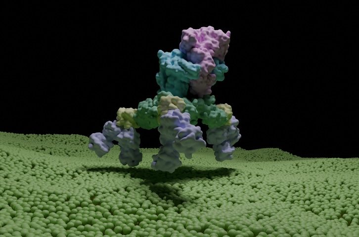 Complete Botulinum Toxin Complex Structure Revealed Through Cryo-EM