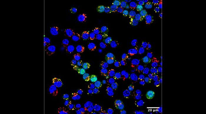 Self-Assembling Nanoparticles at Room Temp Could Transform Drug Delivery