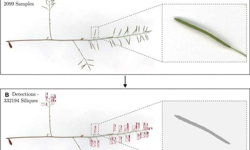 AI tool automates plant fruit measuring to breed better crops