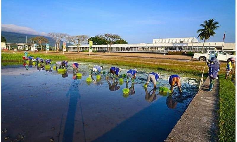 AI unlocks secrets of rice yield sustainability after 50 years of continuous cropping