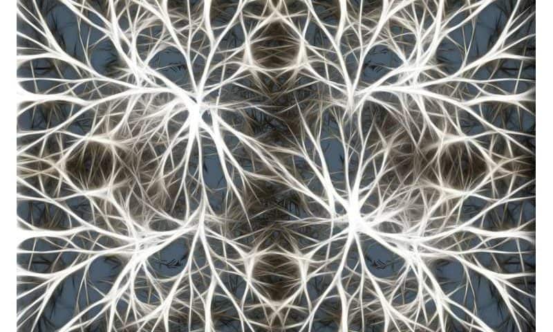 Cognitive behavioral therapy can alter brain structure and boost gray matter volume, study shows