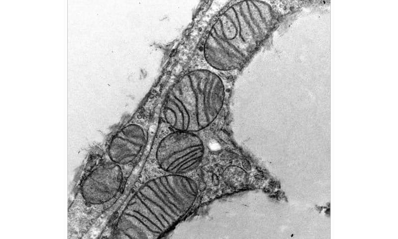 Researchers discover new microprotein that controls metabolic health in mouse fat cells