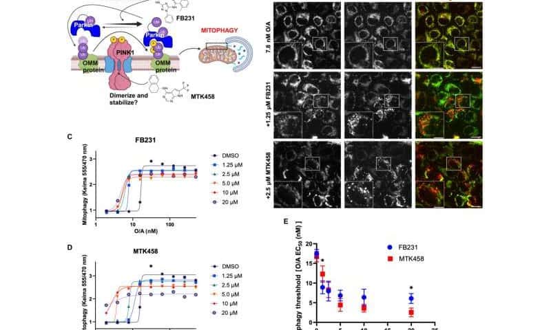 Parkinson’s disease drug candidates induce unexpected damaging effects