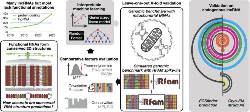 AI tool targets RNA structures to unravel secrets of the dark genome