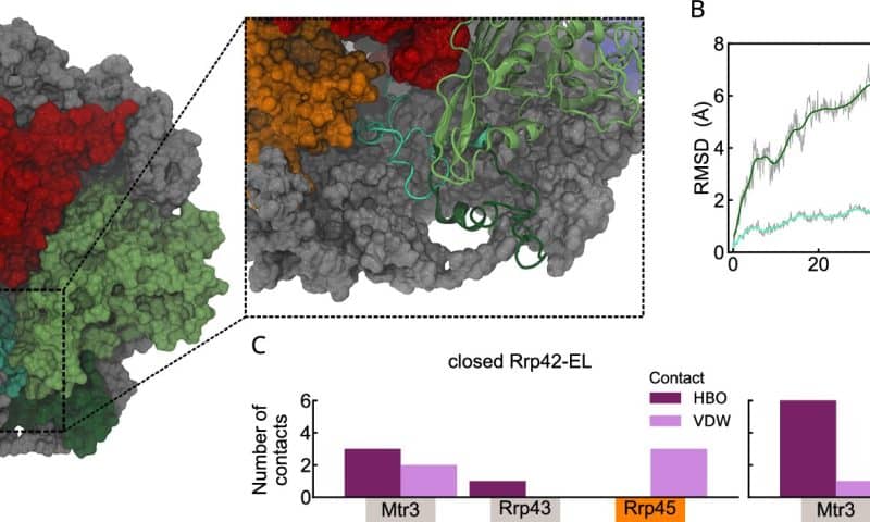 Biophysical techniques reveal dynamic movements in RNA-degrading molecular machines