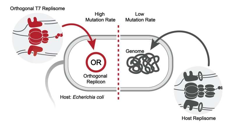 Scientists build an ‘evolution engine’ to rapidly reprogram proteins ...