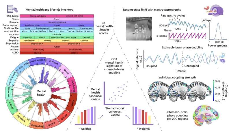 Stomach-brain communication predicts emotional symptoms and well-being, study finds