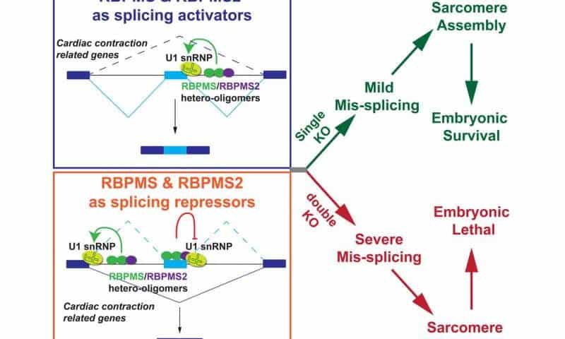 Study uncovers key proteins that keep the heart beating properly