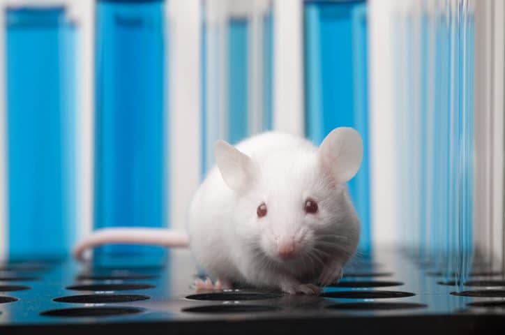 Gut Immune System Reshaped by Alzheimer’s Disease in Mice