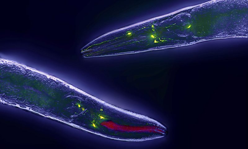 Epigenetic Mechanisms Explain Inheritance of Longevity Markers in C. Elegans