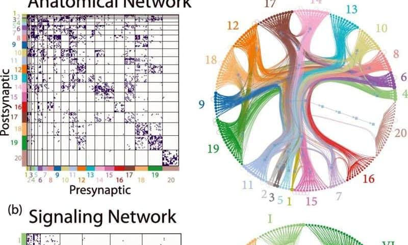 A new look at how the brain works reveals that wiring isn’t everything