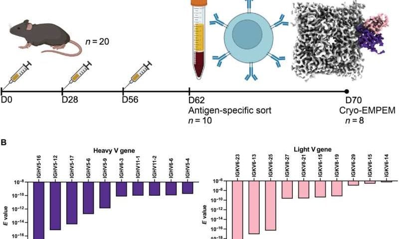 AI model helps identify therapeutic antibodies to boost pandemic preparedness