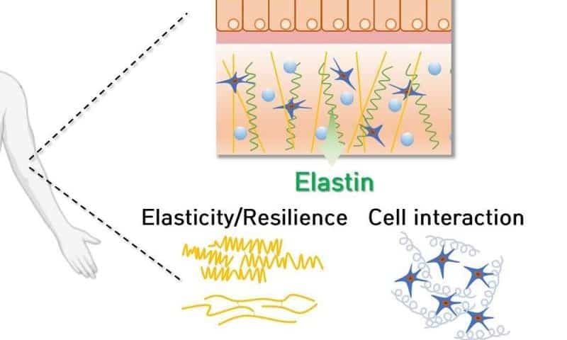 Artificial protein combines elasticity and cell signaling to enhance tissue regeneration