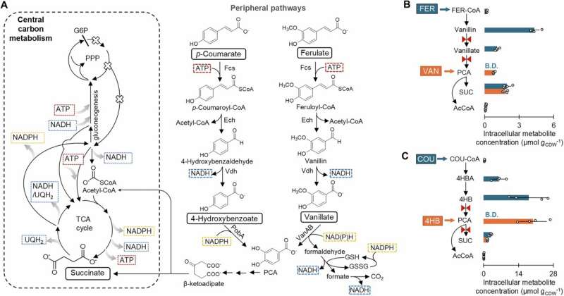 Common soil bacterium can reorganize its metabolism to turn plant waste into power