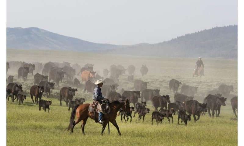 Revolutionizing rangeland management: Platform gets enhanced with satellite integration