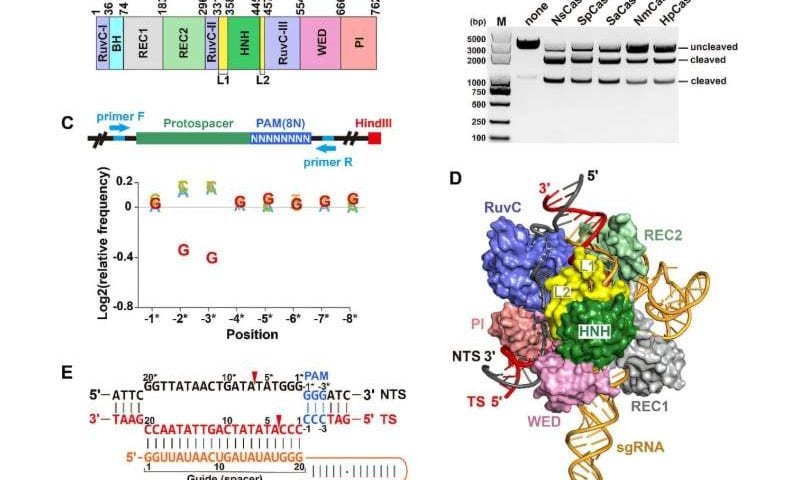 Compact Cas9d enzyme revealed as promising genome-editing tool