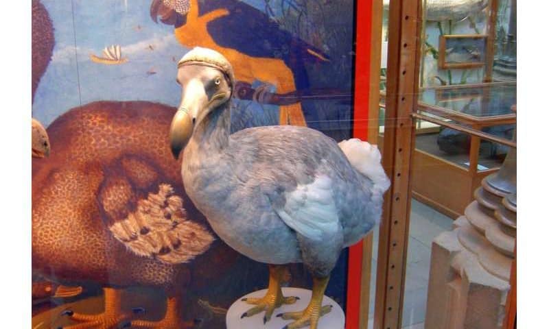 Resurrection of dodo bird now one step closer, claims Colossal Biosciences
