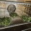 Hot air drying keeps radish microgreens nutritious
