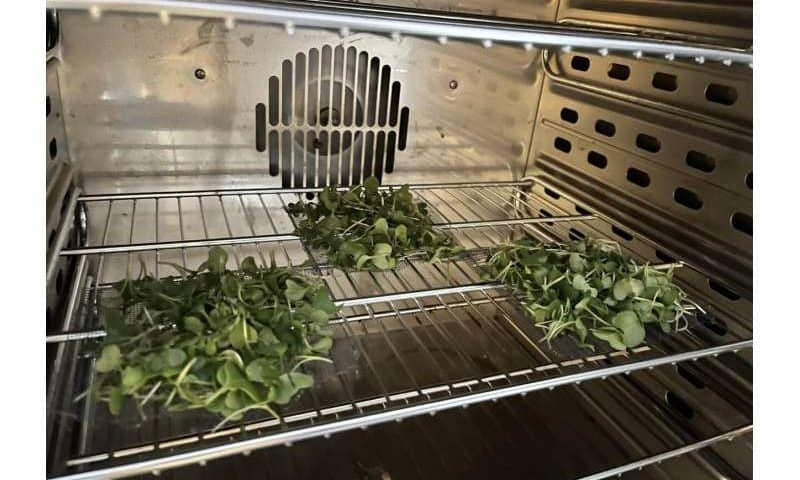 Hot air drying keeps radish microgreens nutritious
