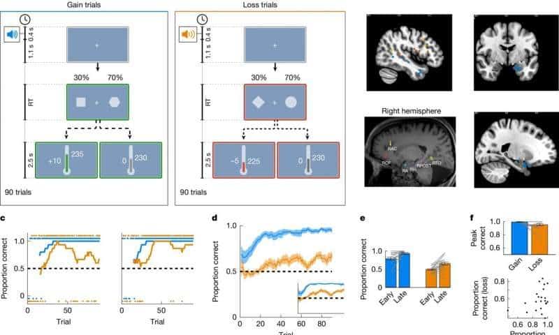 Human brains explore more to avoid losses than to seek gains