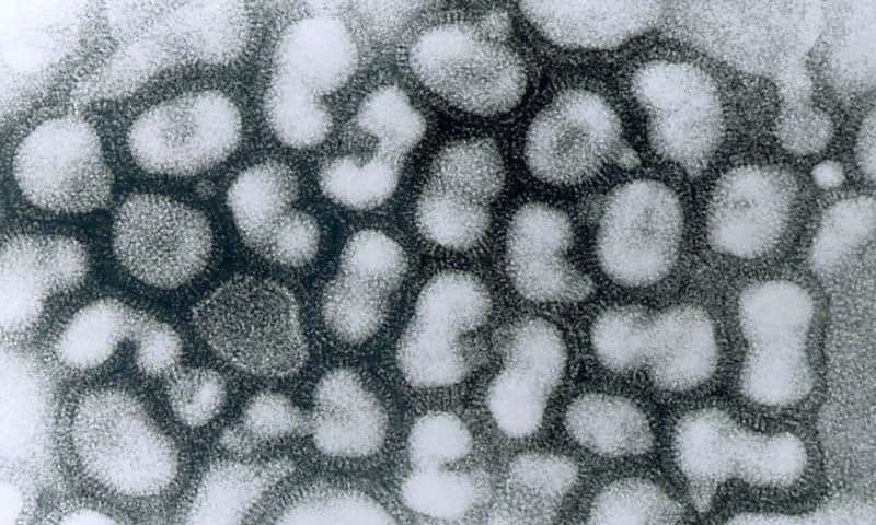 New antibody cocktail shows promise for treating multiple strains of flu