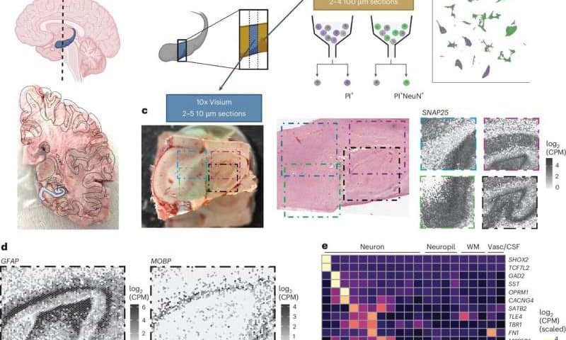 Comprehensive molecular atlas of human hippocampus maps cell subtypes and organization