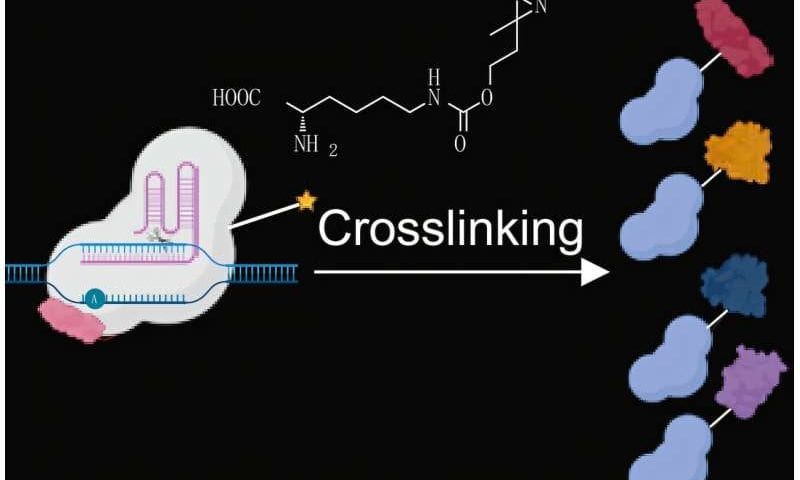 New tool pinpoints proteins that regulate gene activity in living cells