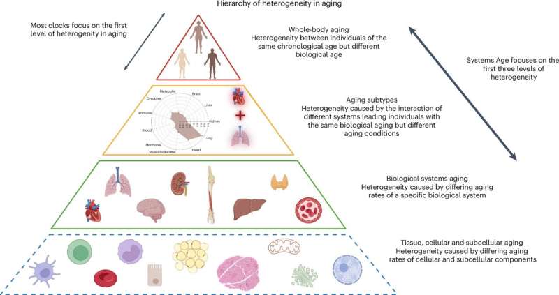 A single blood test can measure how different parts of our bodies are aging
