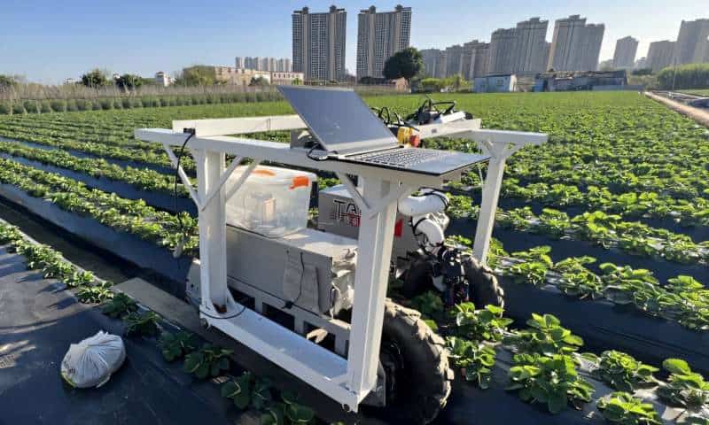 Robotic harvester uses AI vision and soft grippers to pick hidden strawberries