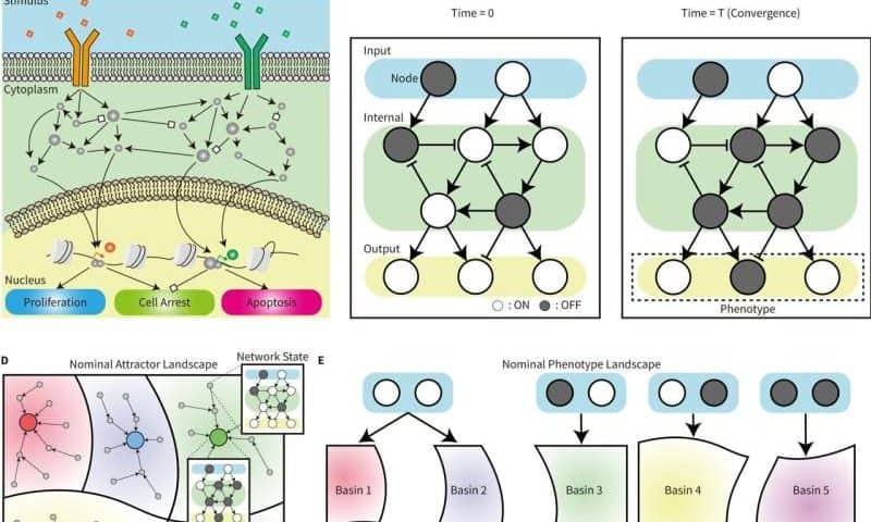 Algebraic approach reveals how to restore complex altered gene networks
