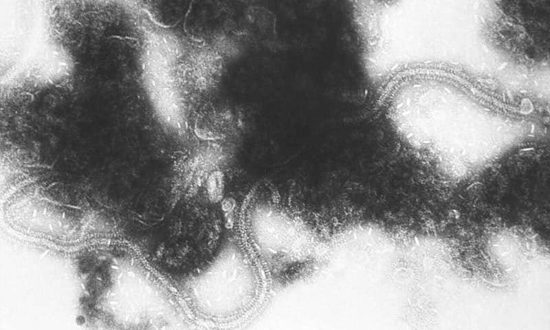 RSV vaccines are safe and effective, review finds
