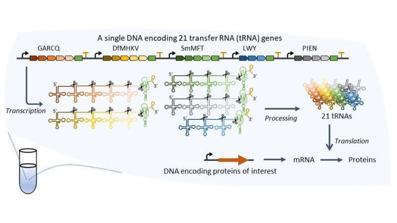New method enables simultaneous synthesis of all 21 types of tRNA in vitro
