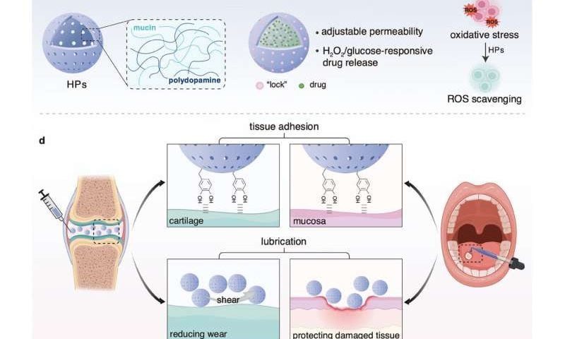 Multifunctional mucus and polydopamine spheres enable targeted, adjustable drug delivery