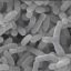 In chromosome of key biotech bacterium, different setups bring different strengths
