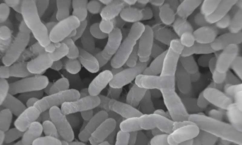 In chromosome of key biotech bacterium, different setups bring different strengths