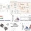 Glowing amino acid sensors track cellular changes as they happen
