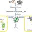 Nanobody-guided approach enables efficient fluorescent labeling of endogenous proteins